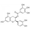 供應(yīng)表兒茶素沒食子酸酯